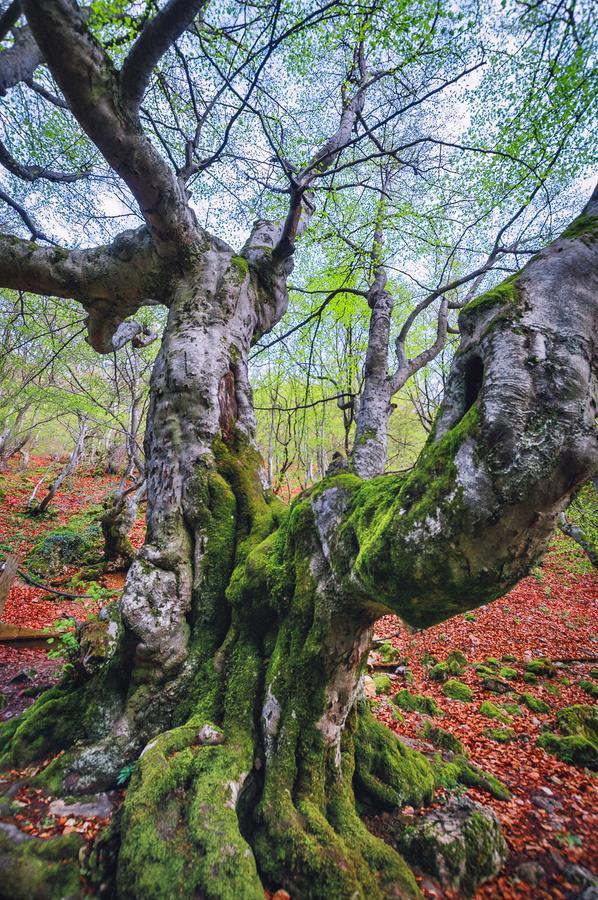 Casa Rural Aguas Frias I La Omañuela エクステリア 写真